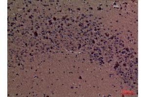 Immunohistochemistry (IHC) analysis of paraffin-embedded Mouse Brain, antibody was diluted at 1:100. (Fascin antibody  (Internal Region))