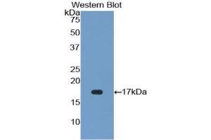 Western Blotting (WB) image for anti-Fibroblast Growth Factor 23 (FGF23) (AA 157-238) antibody (ABIN2929266)