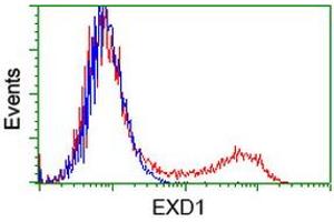 HEK293T cells transfected with either RC206223 overexpress plasmid (Red) or empty vector control plasmid (Blue) were immunostained by anti-EXD1 antibody (ABIN2453979), and then analyzed by flow cytometry. (EXD1 antibody)