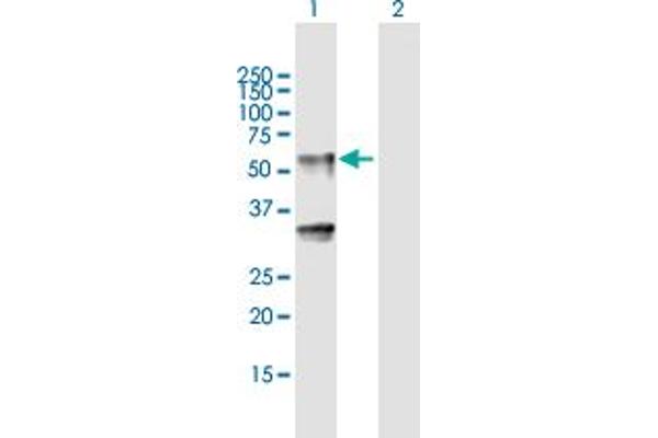 LIPH anticorps  (AA 1-451)