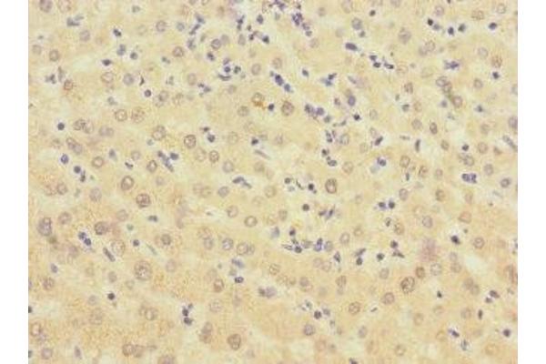 BTN1A1 antibody  (AA 27-210)