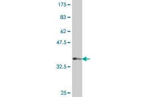 Western Blot detection against Immunogen (37 KDa) . (Mare/Nprl3/C16orf35 antibody  (AA 470-568))