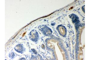 Anti- ATP5H Picoband antibody,IHC(P) IHC(P): Mouse Intestine Tissue (ATP5H antibody  (AA 2-161))