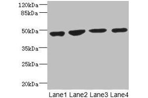 Western blot All lanes: MTERF3 antibody at 3. (MTERFD1 antibody  (AA 69-300))