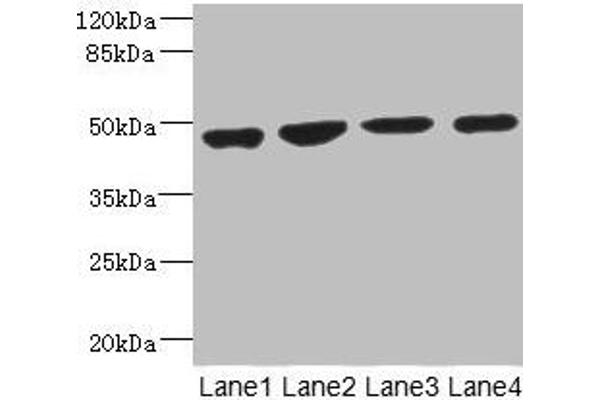 MTERFD1 anticorps  (AA 69-300)