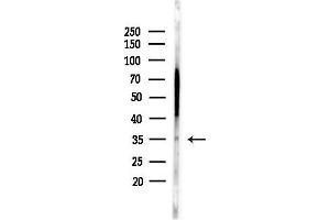 Western blot analysis of lysates from Mouse lung, using PP Antibody at 1/1000 dilution.