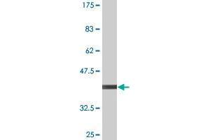 Western Blot detection against Immunogen (36. (RNF182 antibody  (AA 1-99))