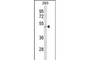STOML1 antibody  (N-Term)