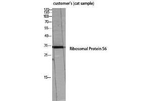 Western Blotting (WB) image for anti-Ribosomal Protein S6 (RPS6) (Thr826) antibody (ABIN3180300) (RPS6 antibody  (Thr826))