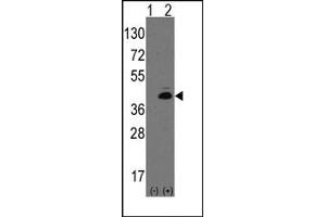 Image no. 1 for anti-Atonal Homolog 1 (Drosophila) (ATOH1) (N-Term) antibody (ABIN357825)
