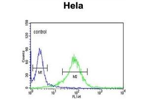 Flow Cytometry (FACS) image for anti-Lumican (LUM) antibody (ABIN3003324) (LUM antibody)