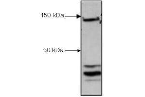 Western Blot of Rabbit Anti-CTCF antibody. (CTCF antibody  (C-Term))