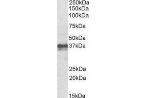 Western Blotting (WB) image for anti-Forkhead Box I3 (FOXI3) (Internal Region) antibody (ABIN2464516) (FOXI3 antibody  (Internal Region))