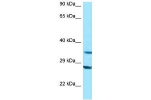 WB Suggested Anti-TOMM34 Antibody Titration: 1.