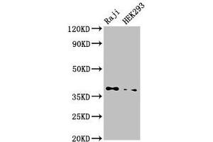 Western Blot Positive WB detected in: Raji whole cell lysate, HEK293 whole cell lysate All lanes: PPP1CB antibody at 3.