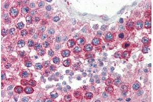 Human Testis (formalin-fixed, paraffin-embedded) stained with VAMP2 antibody ABIN364330 at 10 ug/ml followed by biotinylated anti-mouse IgG secondary antibody ABIN481714, alkaline phosphatase-streptavidin and chromogen. (VAMP2 antibody  (AA 1-89))