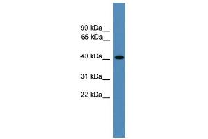 AIMP2 antibody used at 0. (AIMP2 antibody  (Middle Region))