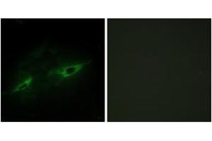 Immunofluorescence analysis of NIH-3T3 cells, using CDH22 Antibody. (CDH22 antibody  (AA 111-160))