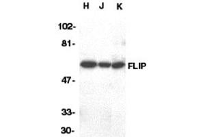 Western Blotting (WB) image for anti-CASP8 and FADD-Like Apoptosis Regulator (CFLAR) (C-Term) antibody (ABIN1030398) (FLIP antibody  (C-Term))
