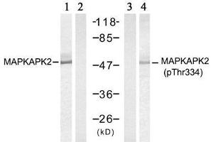 Western blot analysis of extract from HeLa cells treated with UV (20min), using MAPKAPK-2 (Ab-334) antibody (E021308, Lane 1 and 2) and MAPKAPK-2 (Phospho- Thr334) antibody (E011308, Lane 3 and 4). (MAPKAP Kinase 2 antibody  (pThr334))