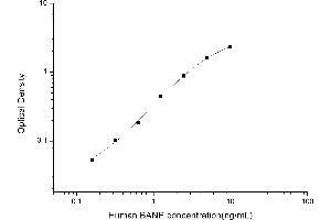 BANP ELISA Kit