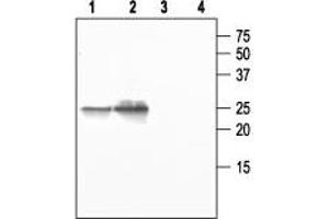 Western blot analysis of mouse salivary gland (1 and 3) and rat lung (2 and 4): - 1,2. (Aquaporin 5 antibody  (C-Term, Intracellular))