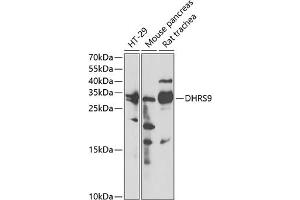 Western blot analysis of extracts of various cell lines, using DHRS9 antibody (ABIN6130324, ABIN6139603, ABIN6139604 and ABIN6221932) at 1:3000 dilution. (DHRS9 antibody  (AA 18-319))