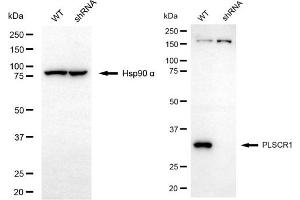 Western blotting analysis using PLSCR1 antibody (ABIN7799826). (PLSCR1 antibody)