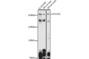 Western blot analysis of extracts of various cell lines, using POLR2A antibody (ABIN6130298, ABIN6145914, ABIN6145915 and ABIN6215095) at 1:1000 dilution. (POLR2A/RPB1 antibody  (AA 1-260))