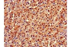 Immunohistochemistry of paraffin-embedded human adrenal gland tissue using ABIN7149214 at dilution of 1:100 (Cytochrome P450, Family 2, Subfamily A, Polypeptide 1 (CYP2A1) (AA 91-390) antibody)