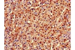 Immunohistochemistry of paraffin-embedded human adrenal gland tissue using ABIN7149214 at dilution of 1:100 (Cytochrome P450, Family 2, Subfamily A, Polypeptide 1 (CYP2A1) (AA 91-390) antibody)