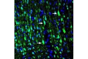 Expression of LRRTM1 in rat cortex - Immunohistochemical staining of perfusion-fixed frozen rat brain sections with Anti-LRRTM1 (extracellular) Antibody (ABIN7043302, ABIN7044730 and ABIN7044731), (1:200), followed by goat-anti-rabbit-AlexaFluor-488. (LRRTM1 antibody  (Extracellular))