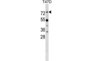 Western blot analysis in T47D cell line lysates (35ug/lane) using MX1 Antibody . (MX1 antibody  (Middle Region))