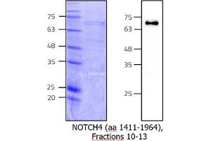 Western Blotting (WB) image for Notch 4 (NOTCH4) (AA 1411-1964) protein (rho-1D4 tag) (ABIN3133712) (NOTCH4 Protein (AA 1411-1964) (rho-1D4 tag))