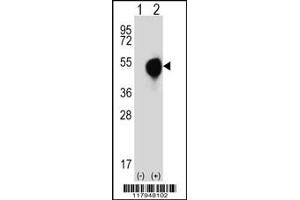 Western blot analysis of DOM3Z using rabbit polyclonal DOM3Z Antibody (N-term Y88) using 293 cell lysates (2 ug/lane) either nontransfected (Lane 1) or transiently transfected (Lane 2) with the DOM3Z gene. (DOM3Z antibody  (N-Term))