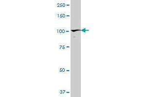 PDCD6IP MaxPab polyclonal antibody. (ALIX antibody  (AA 1-868))