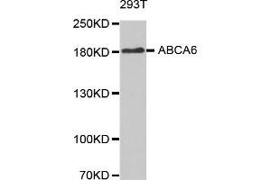 Western blot analysis of extracts of 293T cells, using ABCA6 antibody (ABIN5971637). (ABCA6 antibody)