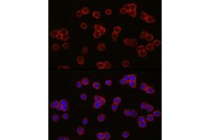 Immunofluorescence analysis of THP-1 cells using Ret Rabbit mAb (ABIN7269925) at dilution of 1:100 (40x lens). (Ret Proto-Oncogene antibody)
