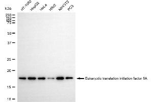 anti-Eukaryotic Translation Initiation Factor 5A (EIF5A) antibody