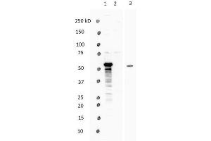 Western Blotting (WB) image for anti-WW Domain Containing Transcription Regulator 1 (WWTR1) (N-Term) antibody (ABIN2779708)