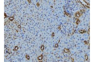ABIN6279876 at 1/100 staining Mouse kidney tissue by IHC-P. (TRAPPC5 antibody  (Internal Region))