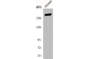 GCP6 antibody  (Internal Region)