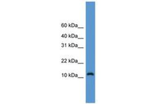 CDC26 antibody  (AA 21-70)