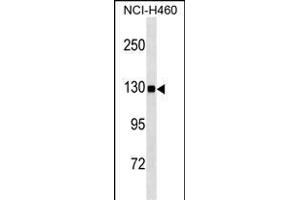 USP8 Antibody  ABIN1536612 western blot analysis in NCI- cell line lysates (35 μg/lane). (USP8 antibody  (C-Term))