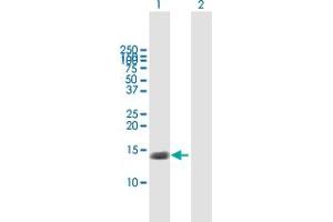 Western Blot analysis of TNFRSF12A expression in transfected 293T cell line by TNFRSF12A MaxPab polyclonal antibody.