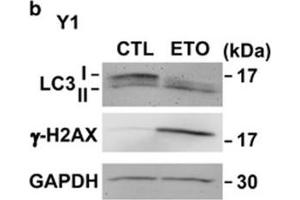 Western Blotting (WB) image for anti-Glyceraldehyde-3-Phosphate Dehydrogenase (GAPDH) antibody (ABIN2857072)