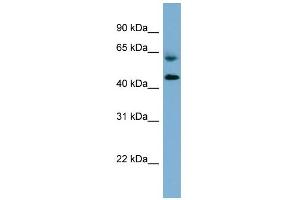 WB Suggested Anti-RMND1 Antibody Titration: 0. (RMND1 antibody  (Middle Region))