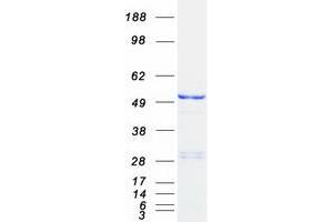 Validation with Western Blot (PDE7B Protein (Myc-DYKDDDDK Tag))