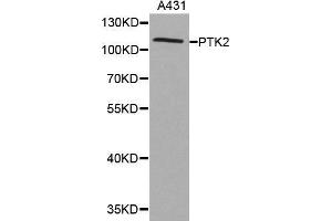 Western blot analysis of extracts of A431 cell lines, using PTK2 antibody. (FAK antibody)