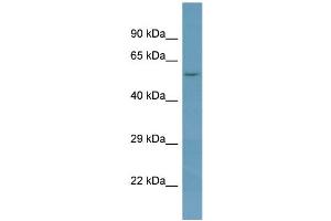 Host:  Rabbit  Target Name:  NAGPA  Sample Type:  OVCAR-3 Whole Cell lysates  Antibody Dilution:  1. (NAGPA antibody  (N-Term))